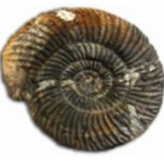 la-collezione-dei-fossili-2