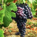 vigneto-vigna-uva-agricoltura-vino-2-300x300